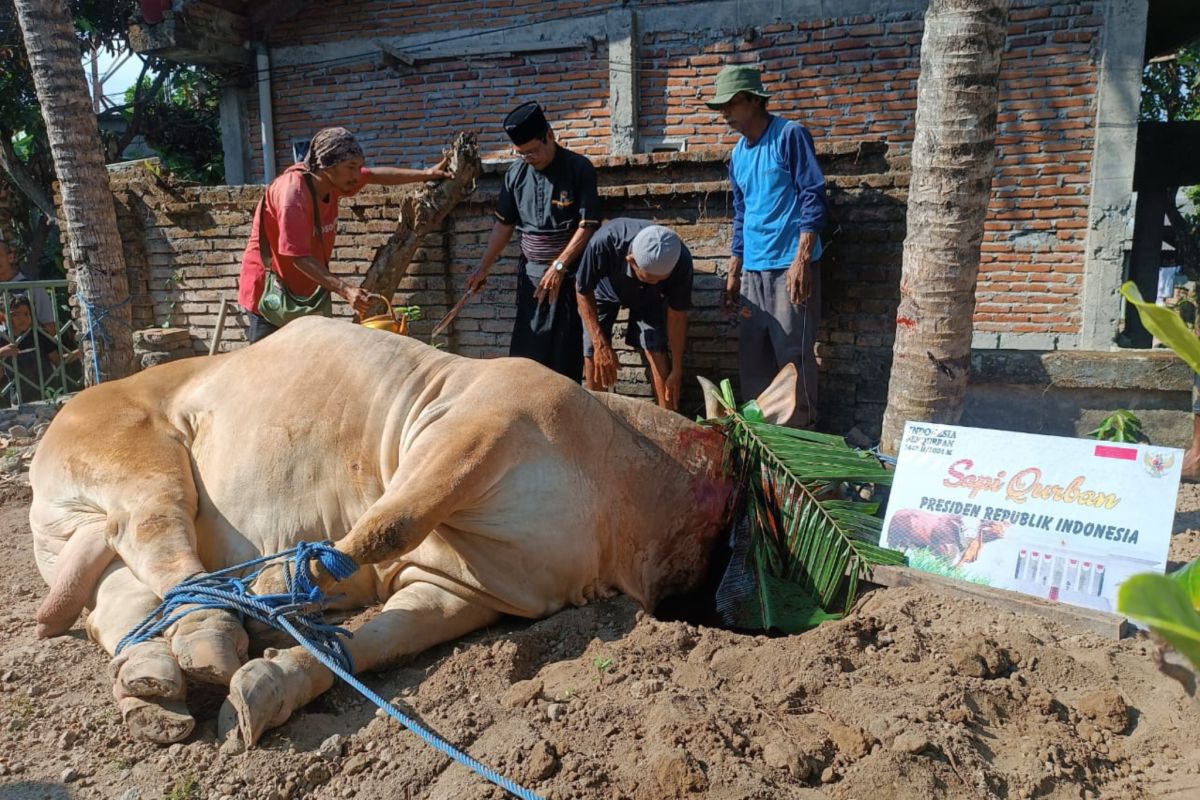 Alhamdulillah!! Ratusan warga Lombok Tengah terima daging kurban dari Presiden