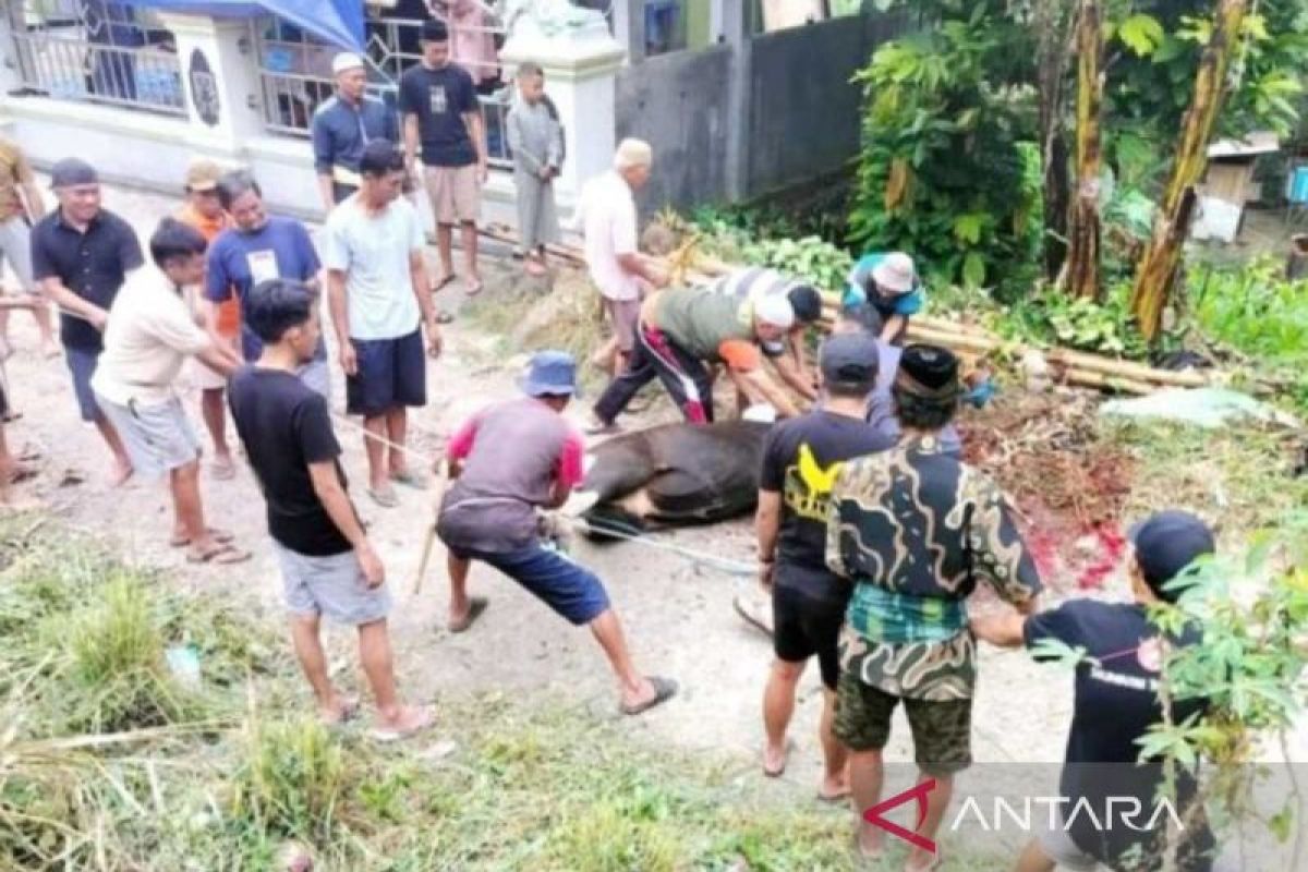 Warga nonmuslim dapat pembagian daging kurban di Tana Toraja