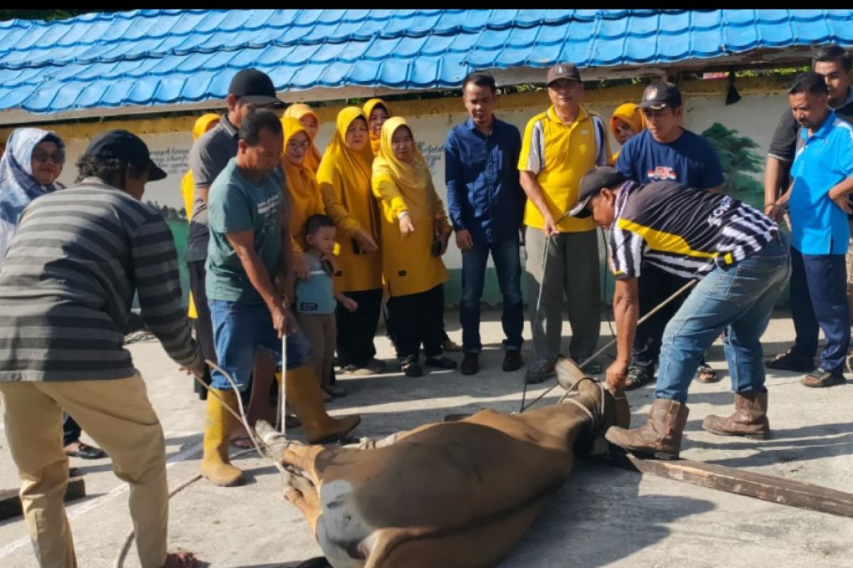 Idul Adha 2024, SMP 1 Bukit Batu sembelih tiga sapi