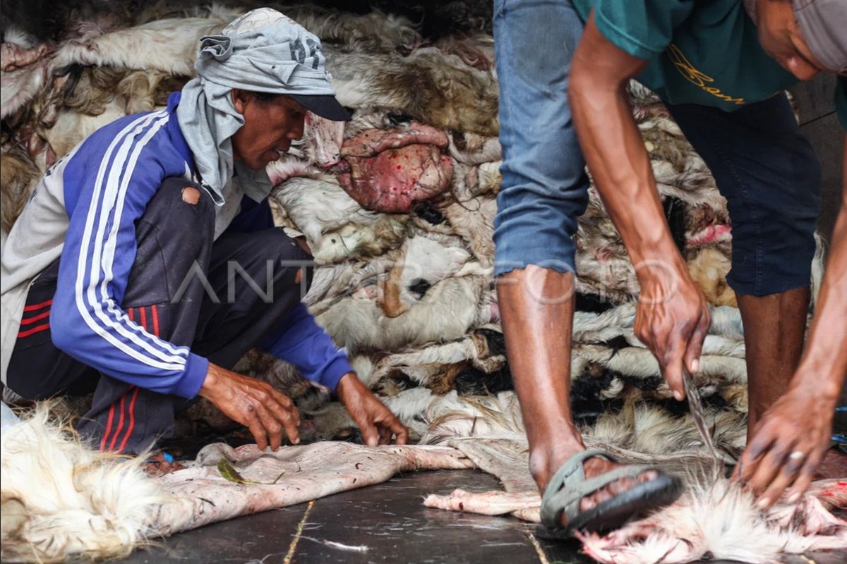 Pengepul kulit hewan peroleh banyak stok saat Idul Adha