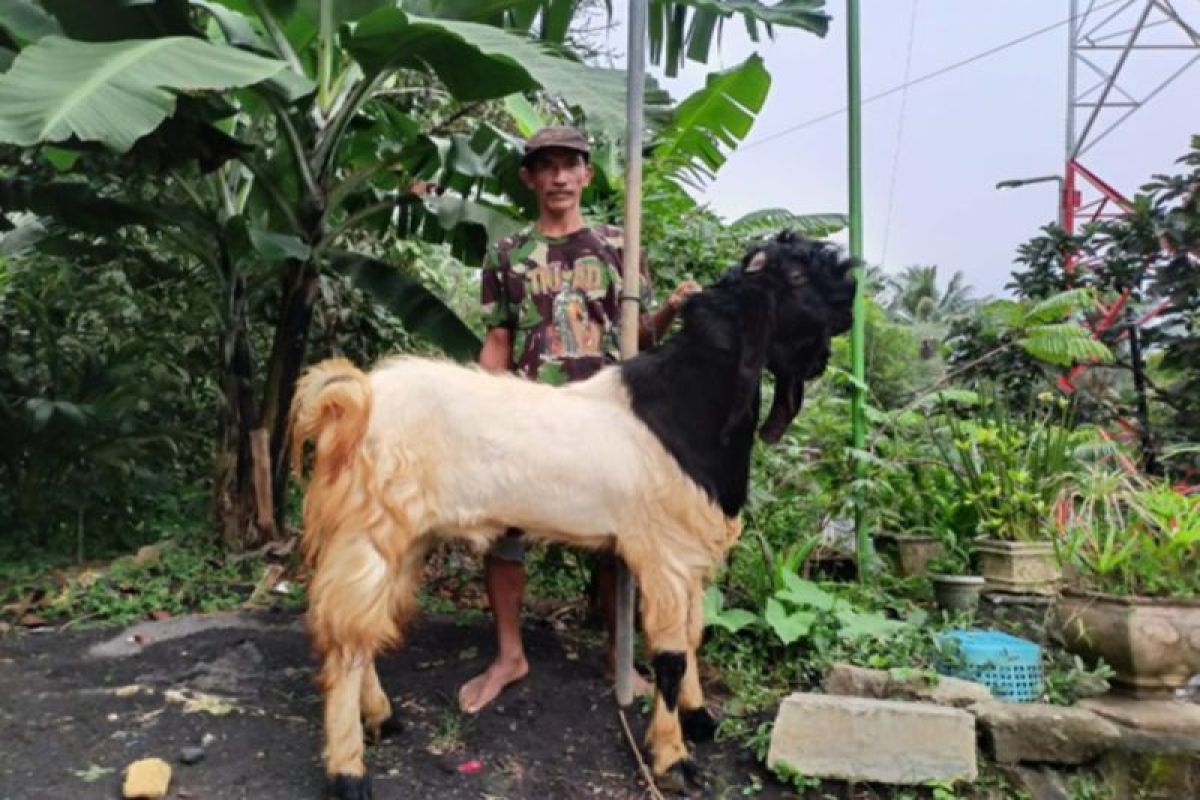 Berkat Pemberdayaan BRI, peternak kambing ini sukses kembangkan usahanya