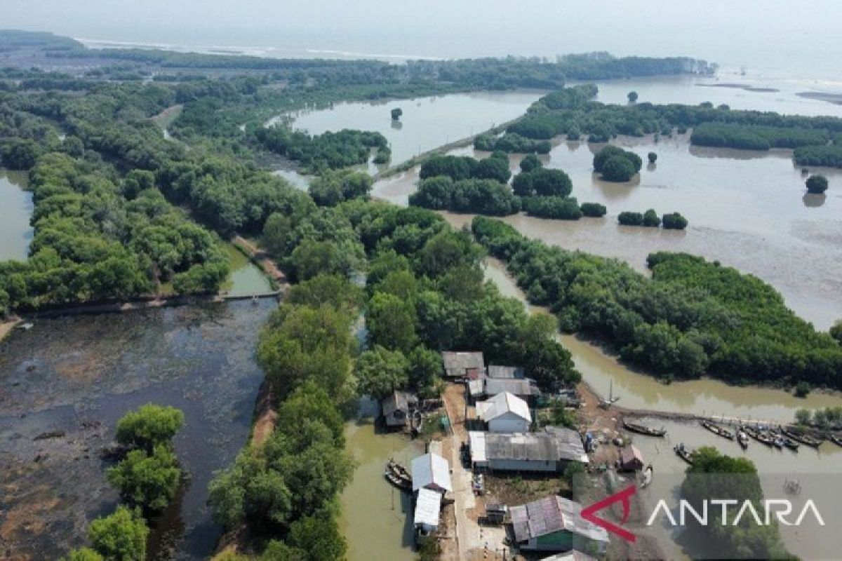 14.000 hektare lahan hutan Muaragembong Bekasi, Jawa Barat menanti sertifikasi