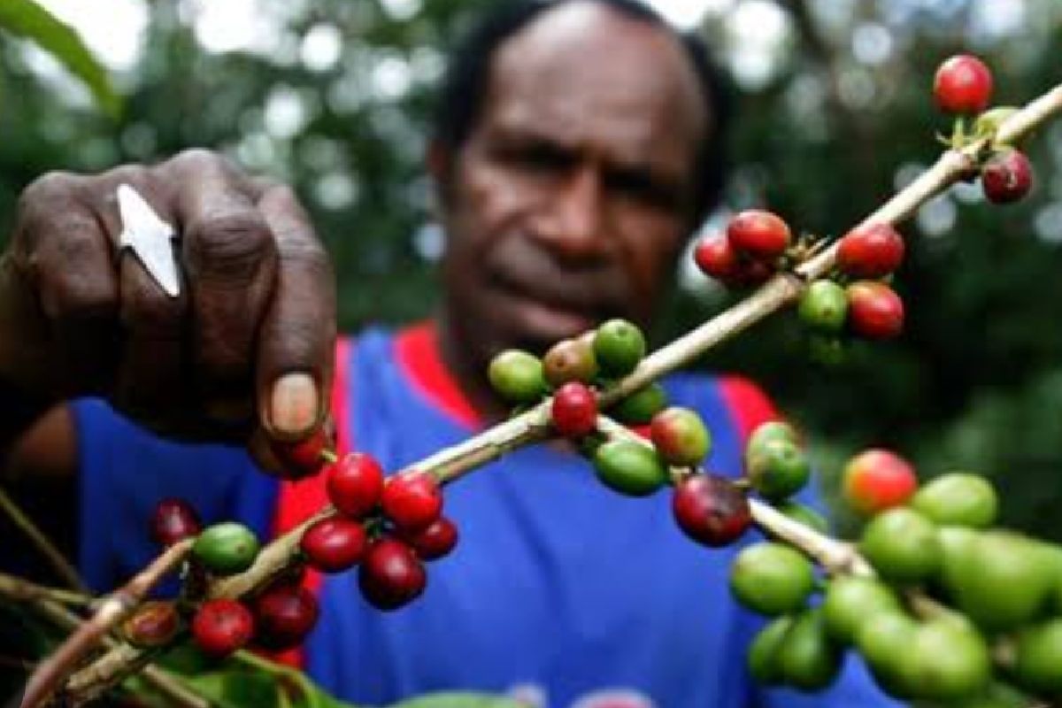 Pengusaha UMKM: Kopi asli Papua makin diminati pengusaha mancanegara