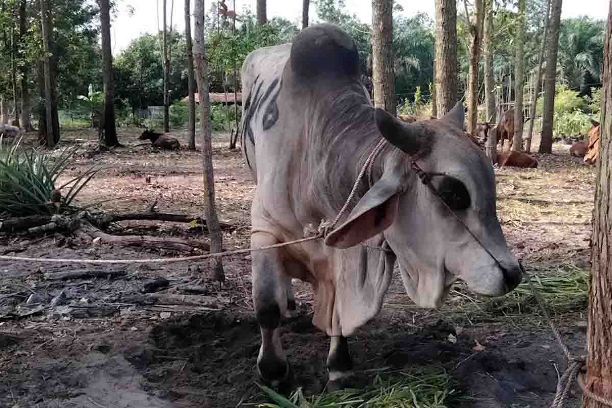 Distan Kobar temukan 16 ekor sapi terinfeksi cacing hati