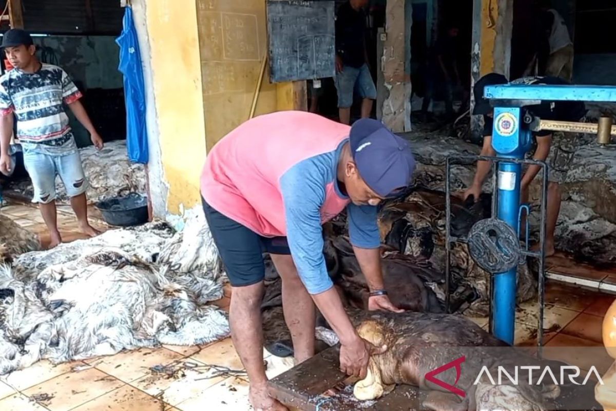 Usaha pengepul kulit hewan diserbu masyarakat