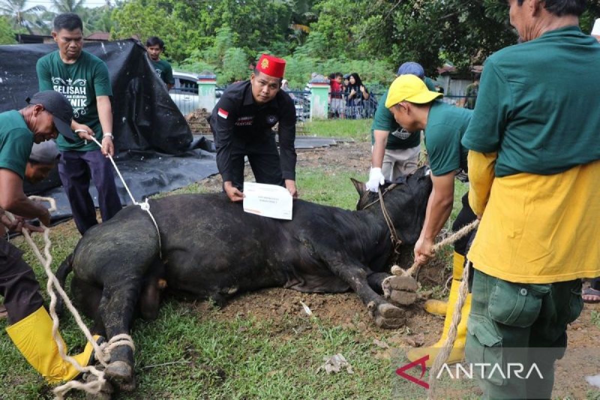 PHR Regional Sumatera salurkan 514 hewan kurban dii sekitar wilayah operasi