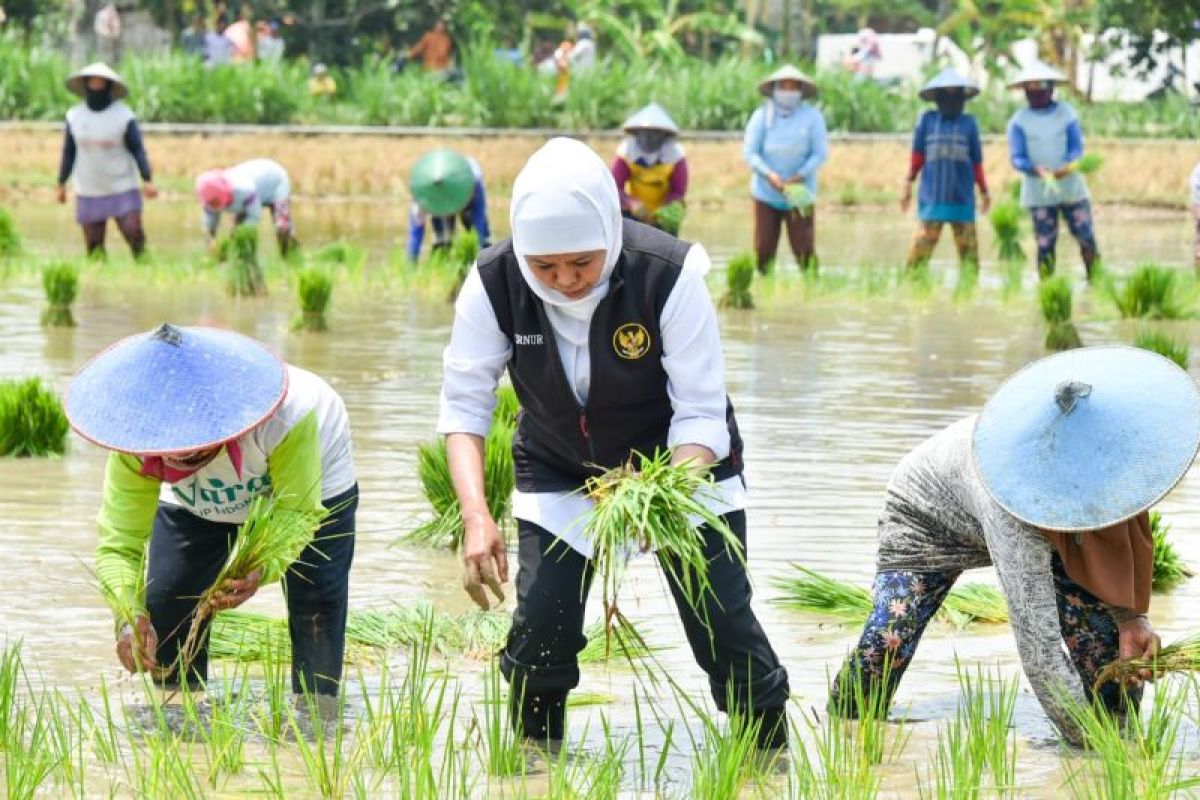 Khofifah apresiasi insan pertanian menjaga ketahanan pangan