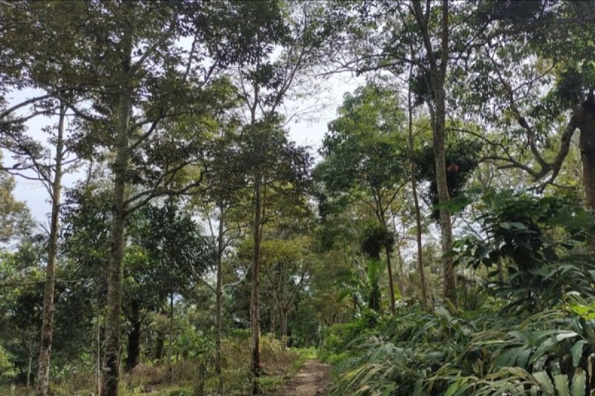 Dishut Lampung: 60 ribu hektare kawasan luar hutan akan direhabilitasi