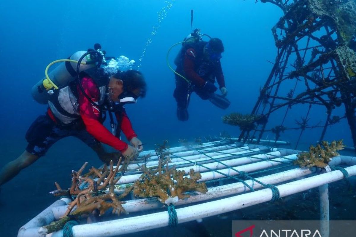 PT PLN konsisten perkuat konservasi terumbu karang di Sulut