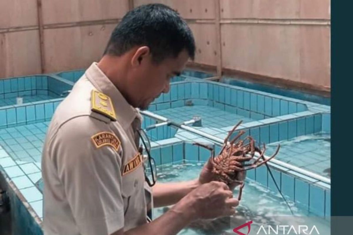 Balai Karantina Sulut periksa ketat pengiriman lobster