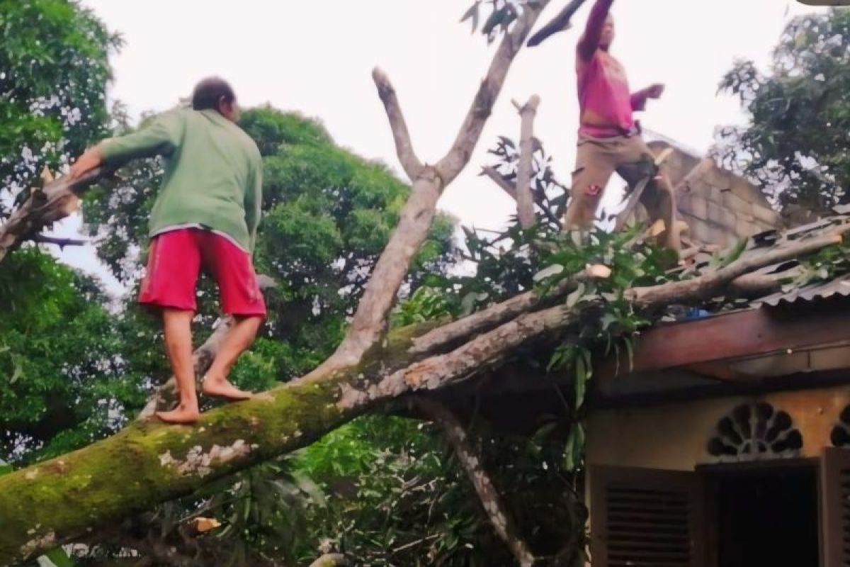 Pohon tumbang hingga timpa rumah warga di Bintan