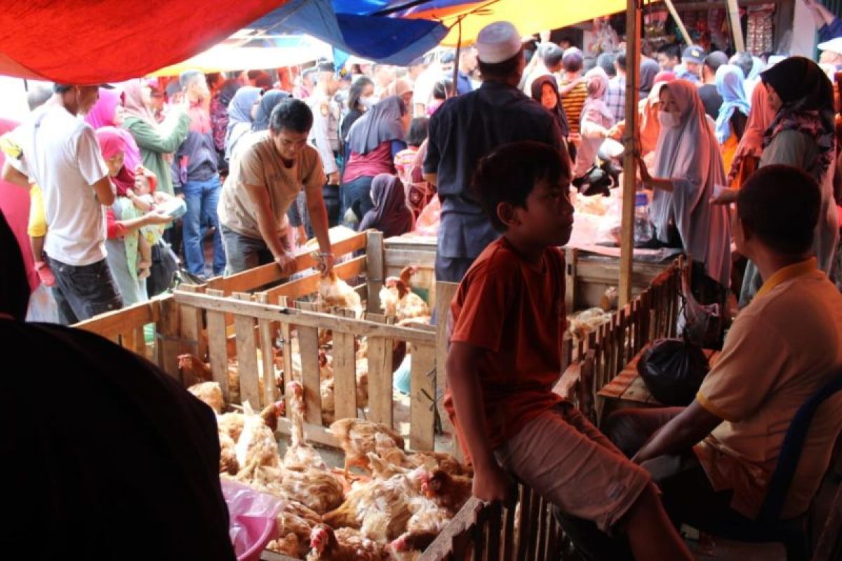 Waspada! Inilah Cara Ampuh Cegah Penyebaran Flu Burung Menurut PDHI Lampung