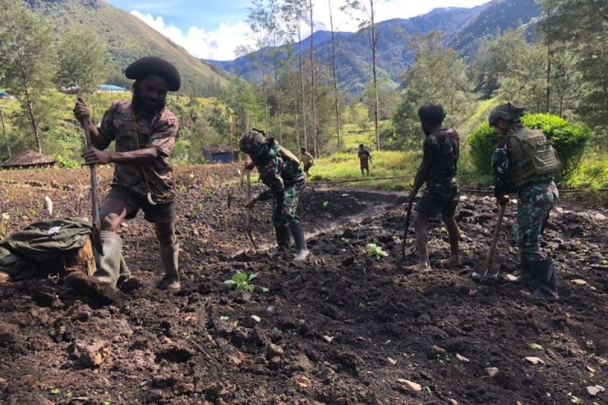 Koops TNI Habema bercocok tanam bersama masyarakat Amugi Puncak