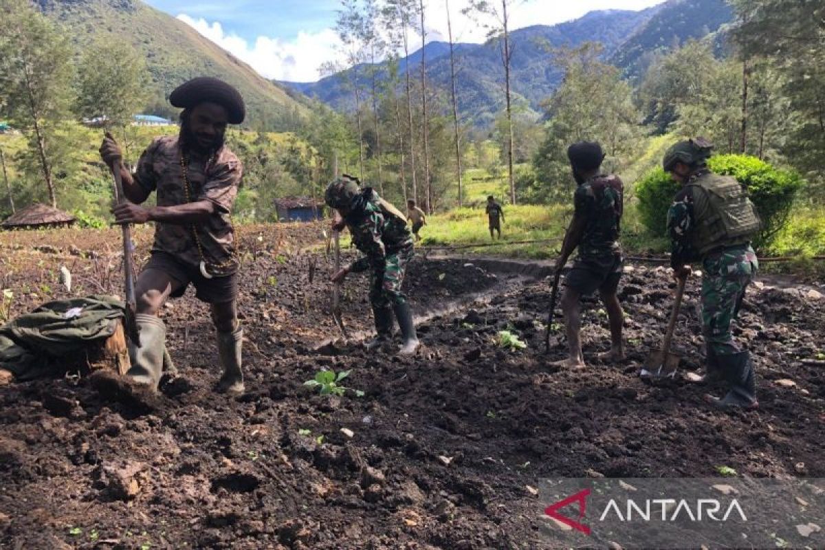 Koops TNI Habema bercocok tanam bersama masyarakat Puncak
