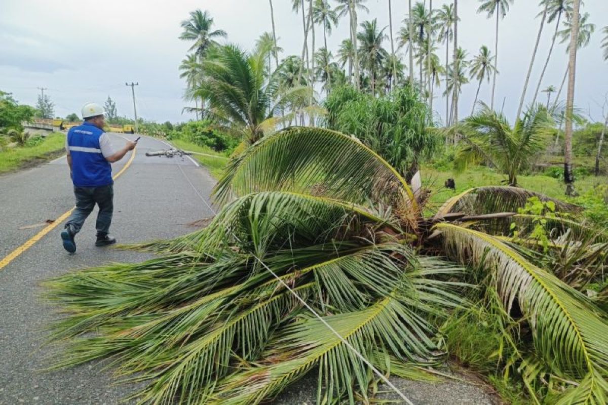 PLN Natuna perbaiki jaringan listrik rusak akibat cuaca ekstrem