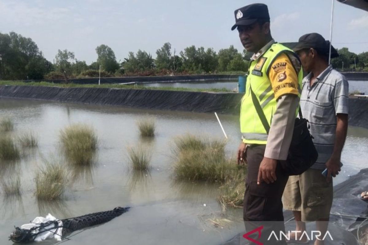 BKSDA Sumsel terima penyerahan  seekor buaya liar tangkapan warga