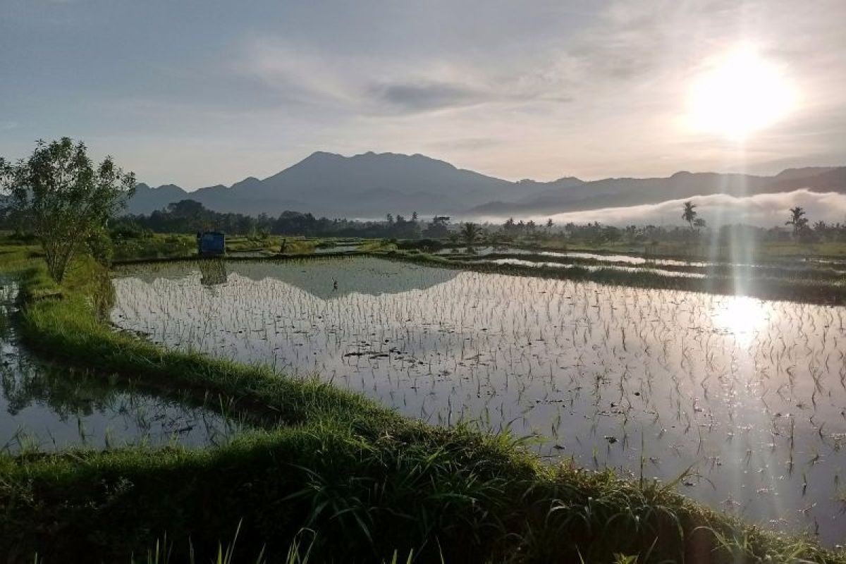 Pemkab Tanah Datar genjot penambahan areal tanam melalui pompanisasi