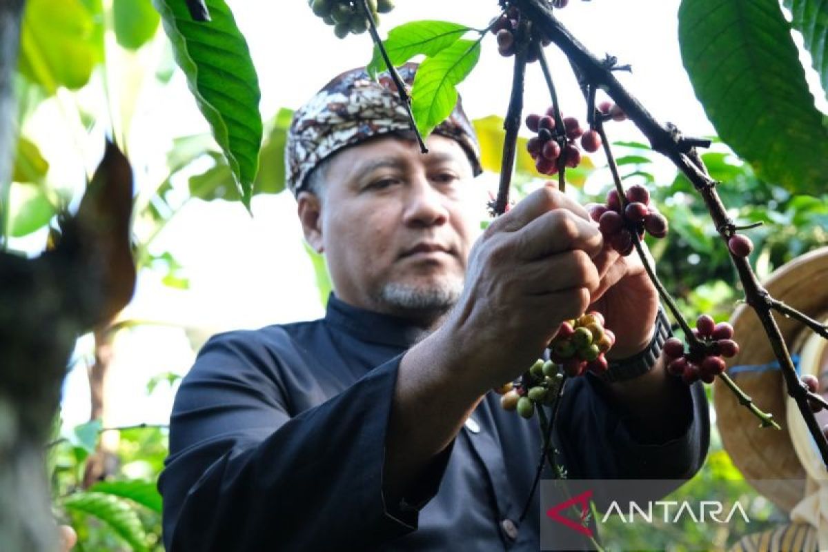 Masyarakat Gemawang Temanggung  panen kopi merah