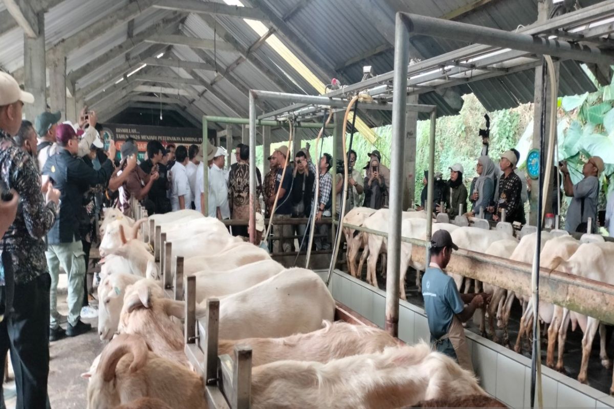 Kementan mendorong pengembangan kambing perah tingkatkan produksi susu