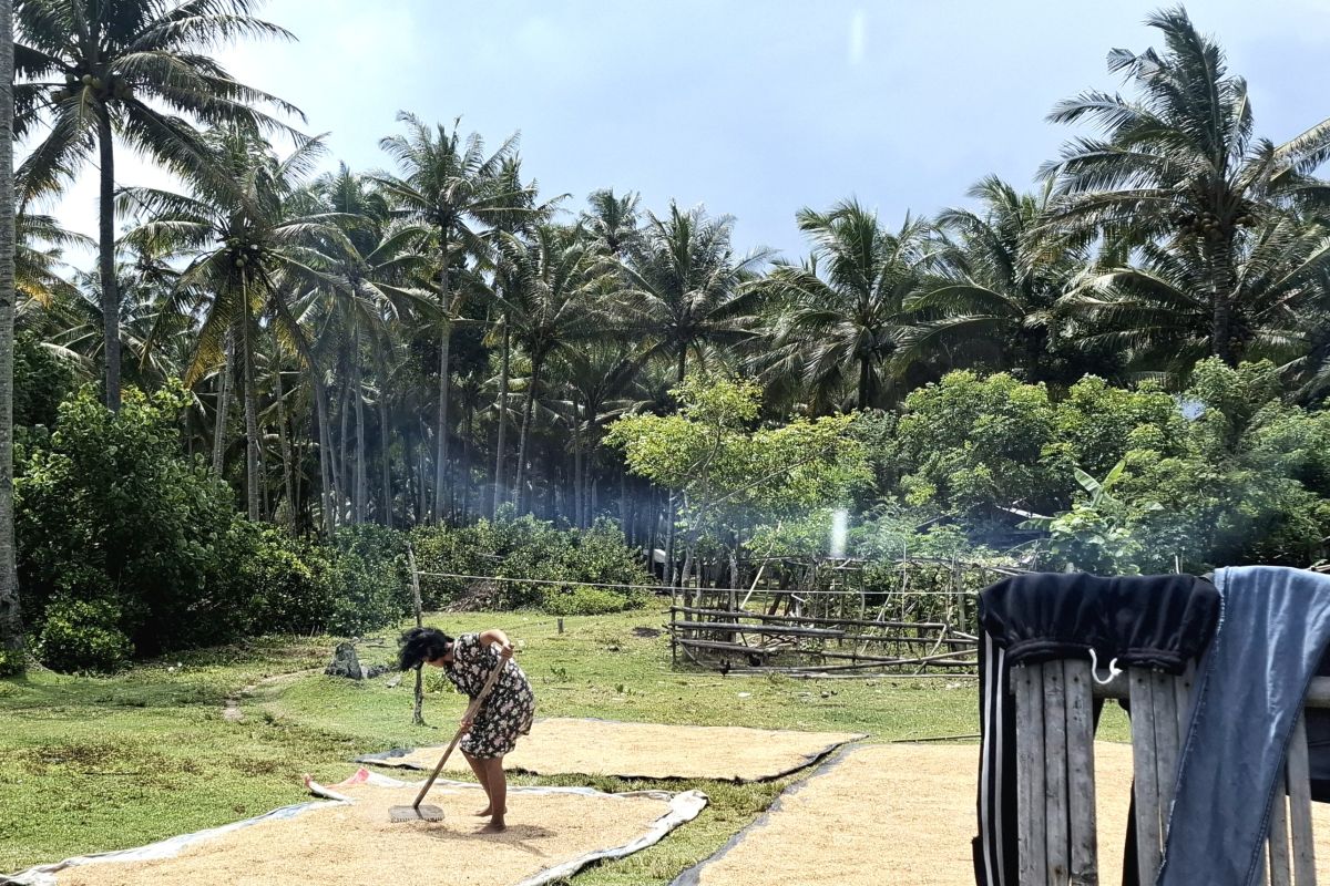 BPS: Harga gabah kering giling di Lampung naik 5,12 persen