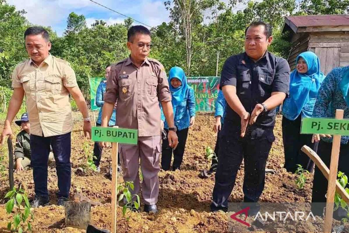 Pemkab ingin Mura jadi sentra penghasil padi lahan kering dan coklat