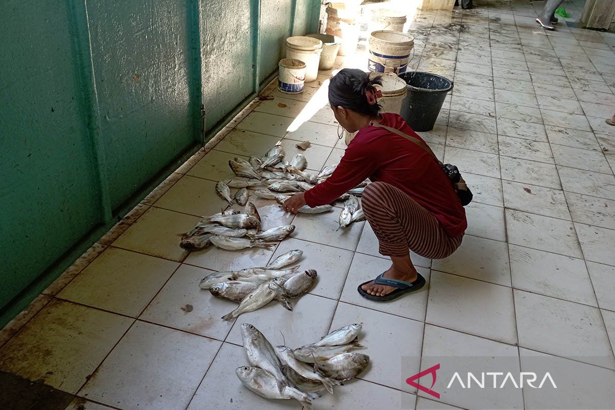 Hasil tangkapan nelayan Cilacap mulai meningkat