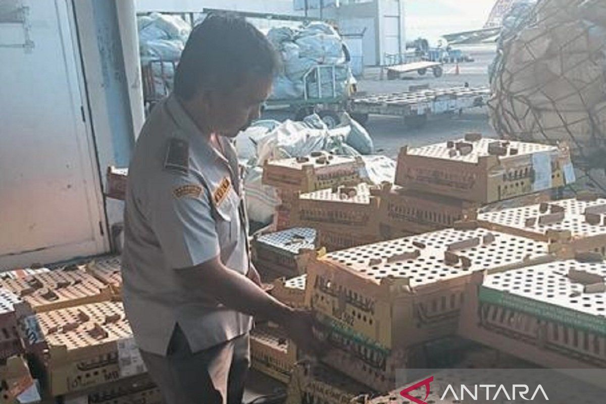 Balai Karantina Sulut perketat pemeriksaan DOC cegah penularan avian influenza