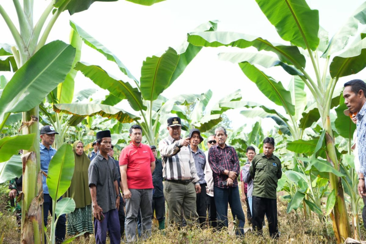 Penjabat Gubernur Sulbar kunjungi sentra budidaya pisang kepok di Sulsel