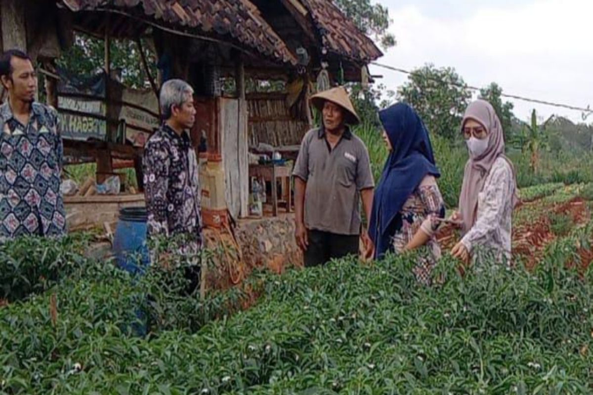 Dinas Pertanian Gunungkidul mengapresiasi petani cabai Duwet panen 12 kali