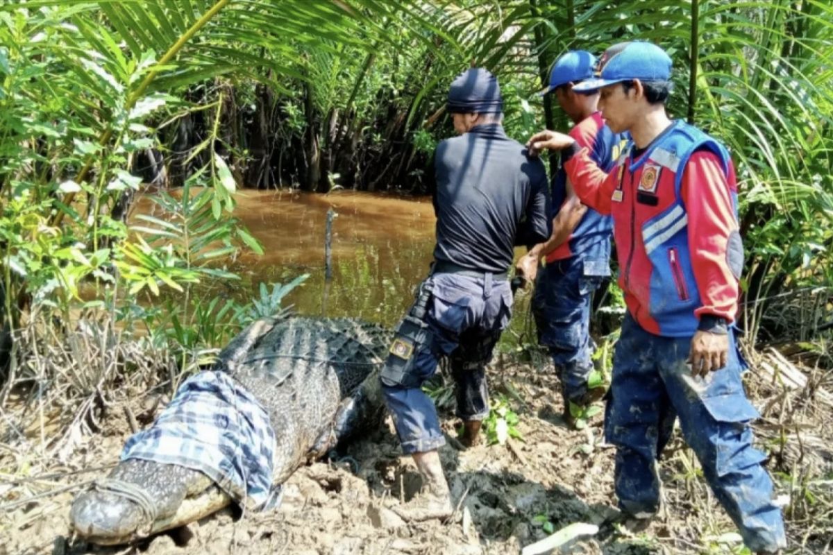 Seorang pria dilapotkan diterkam buaya di Inhil