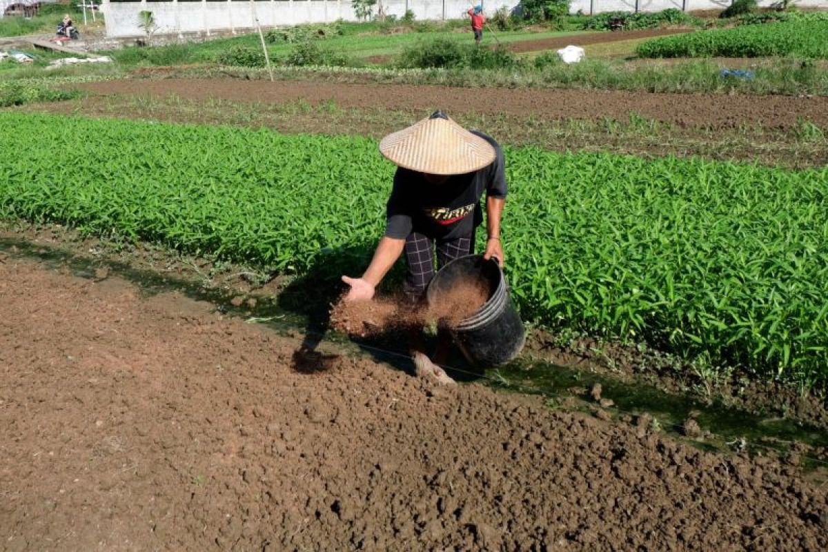 Papua membutuhkan petani kreatif kembangkan komoditas pertanian