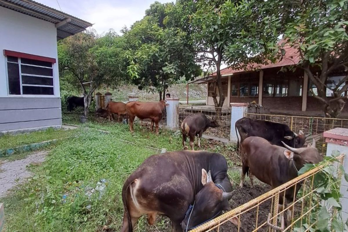 Poso Energy sumbang 11 ekor sapi pada Lebaran Idul Adha