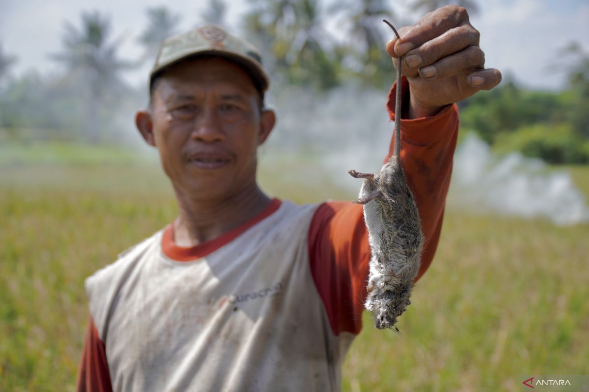 Petugas sita 30 kg daging tikus ilegal di Gorontalo