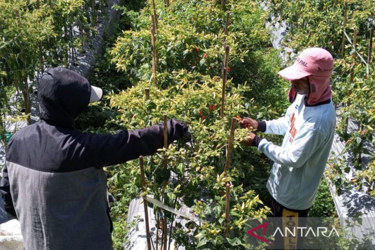 Harga cabai rawit di tingkat petani Temanggung  naik