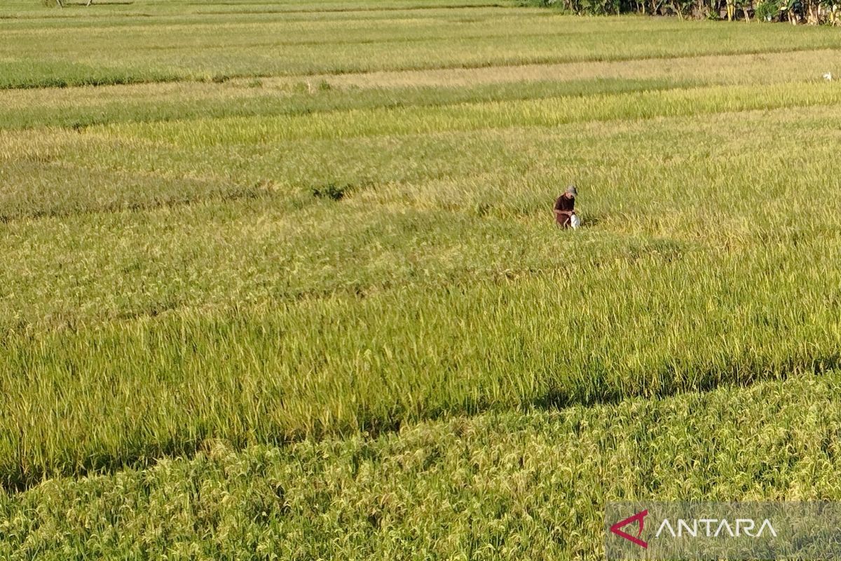 Kudus terima tambahan pupuk bersubsidi