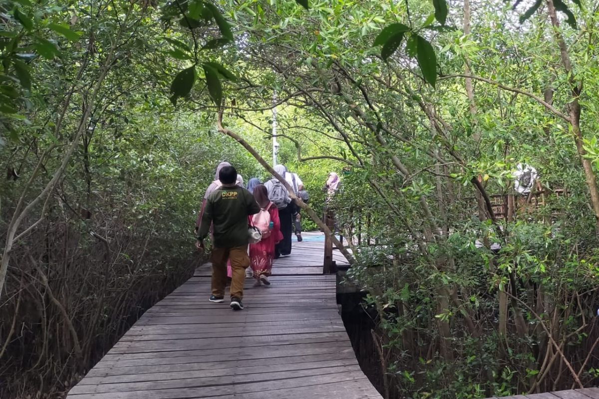 43 ribu wisatawan banjiri Kebun Raya Mangrove Surabaya