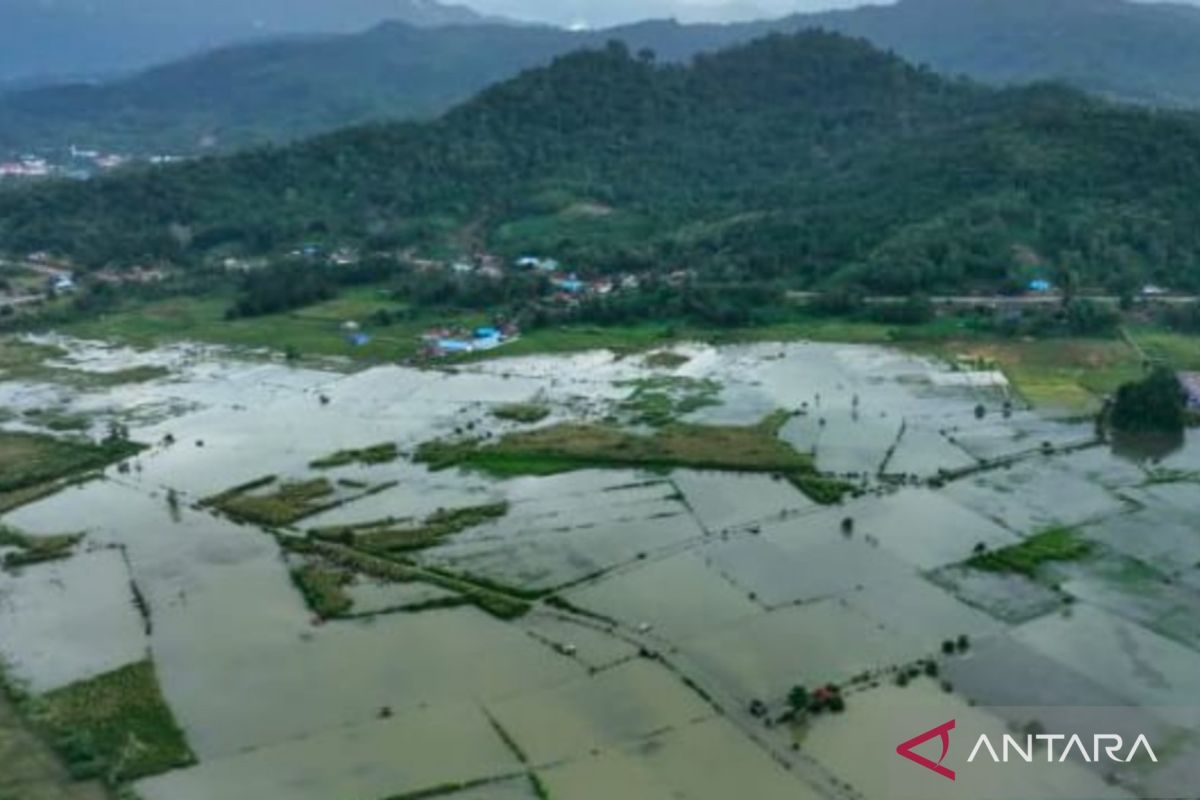 400 hektare sawah terendam dampak luapan Sungai Aworeka di Konawe