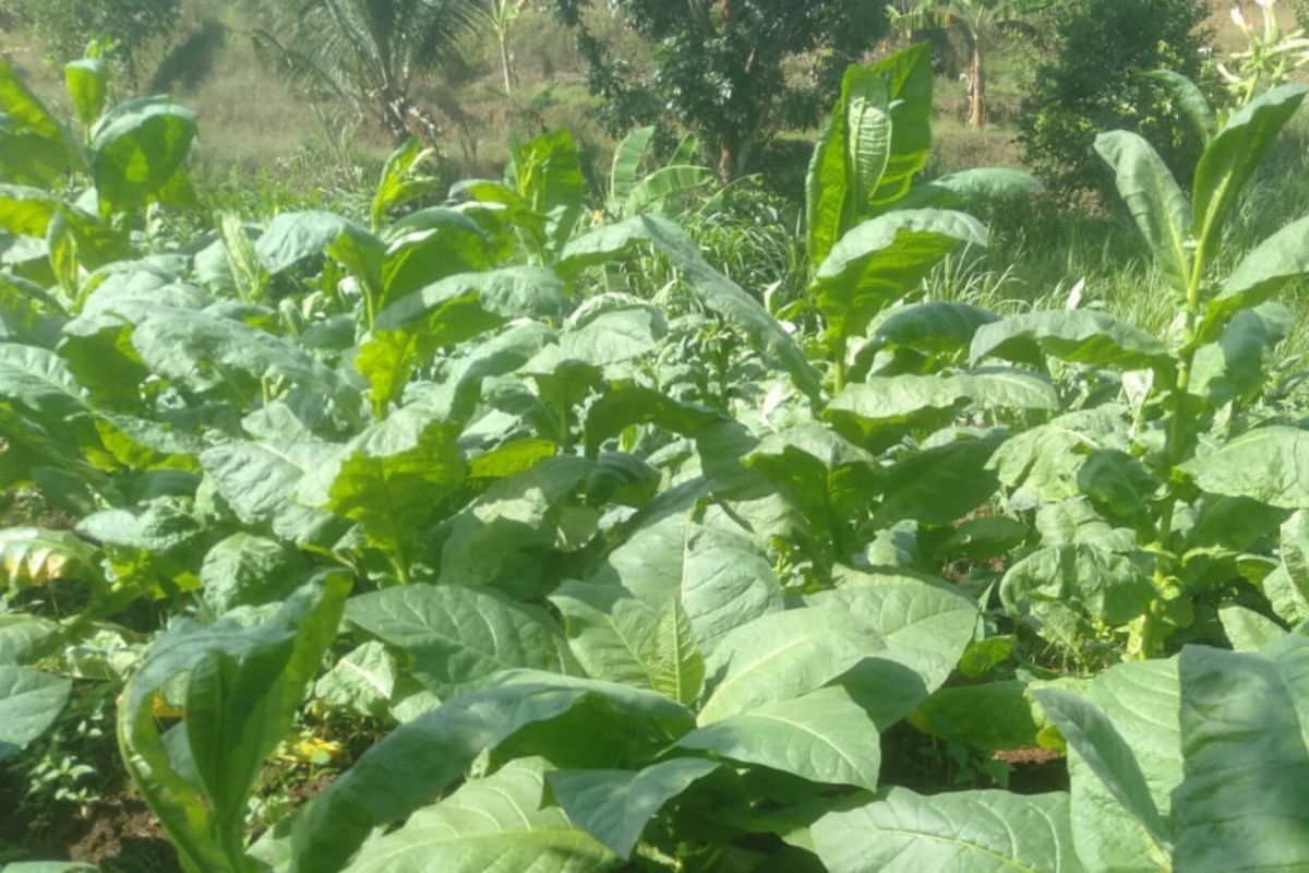 Petani di Kudus berminat tanam tembakau di lahan kurang  produktif