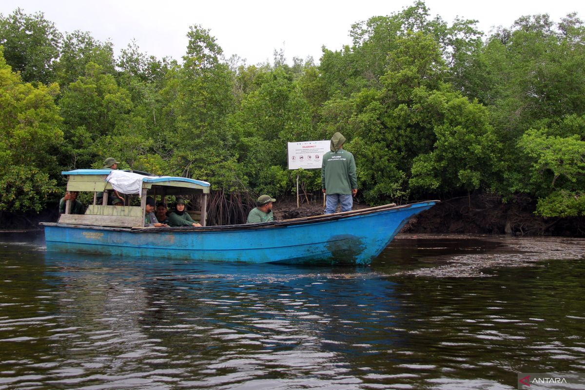 UGM latih puluhan petugas pencatat serapan karbon pada mangrove