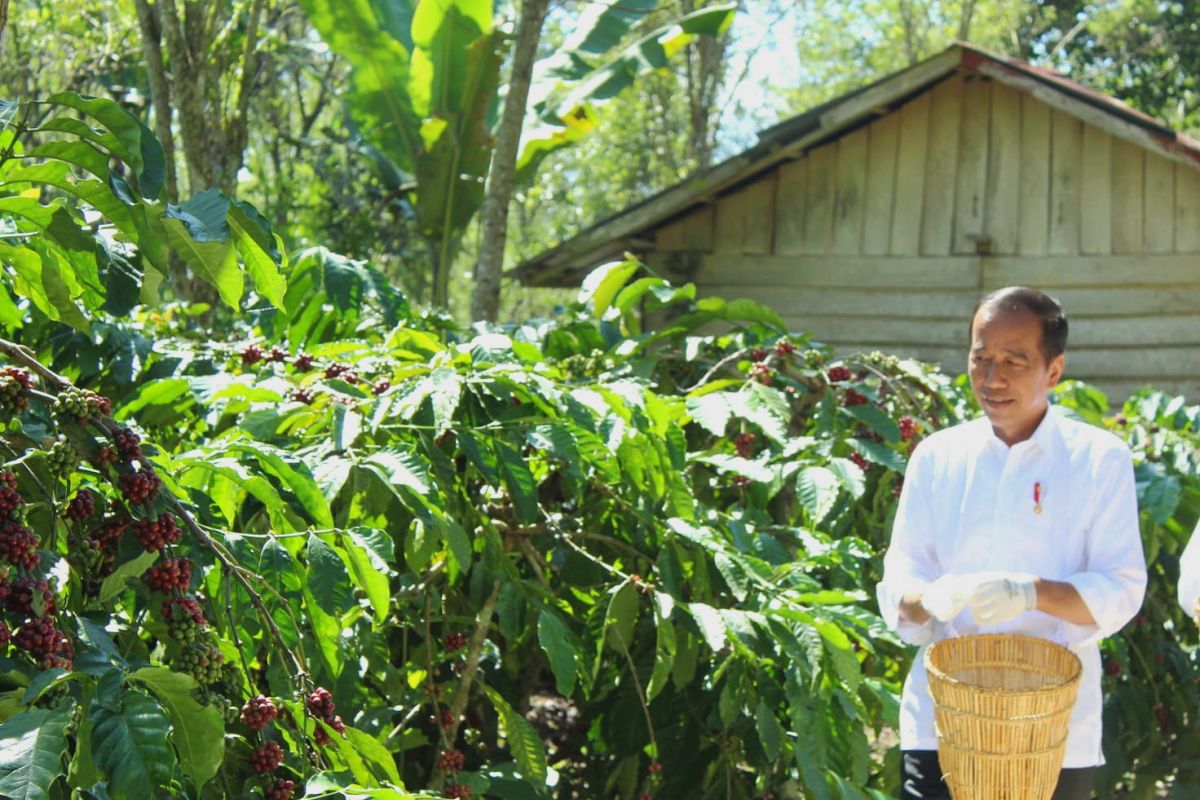 Jokowi sebut pupuk tersedia menunjang peningkatan produksi petani