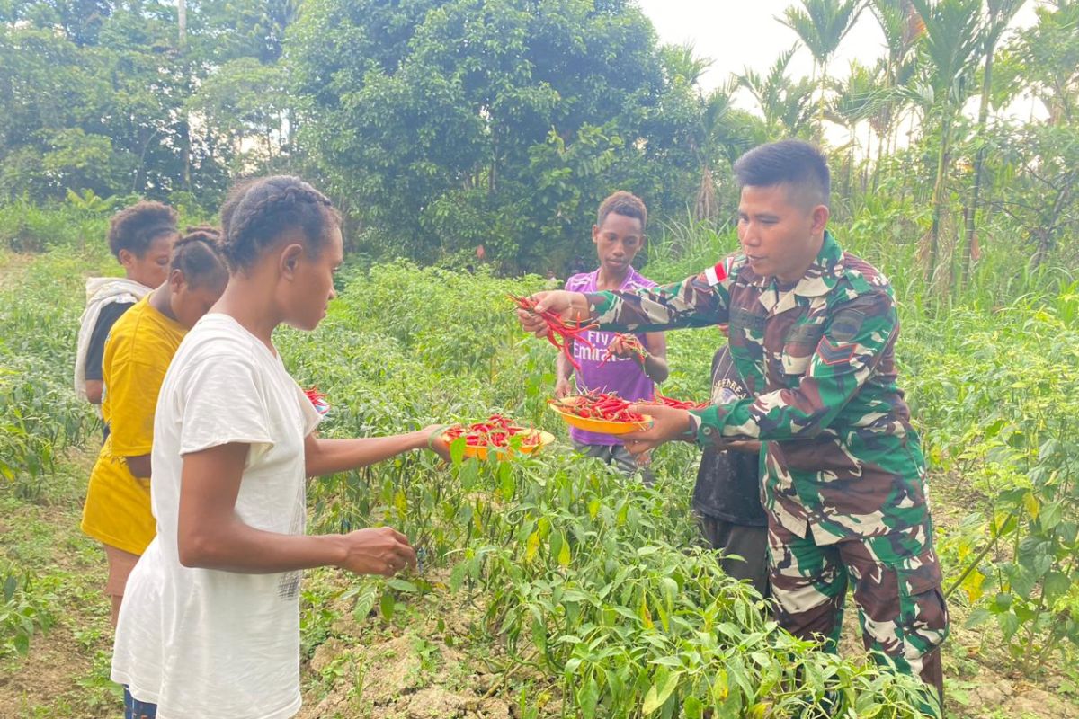 Satgas Pamtas RI-PNG panen cabai bersama dengan warga Keerom