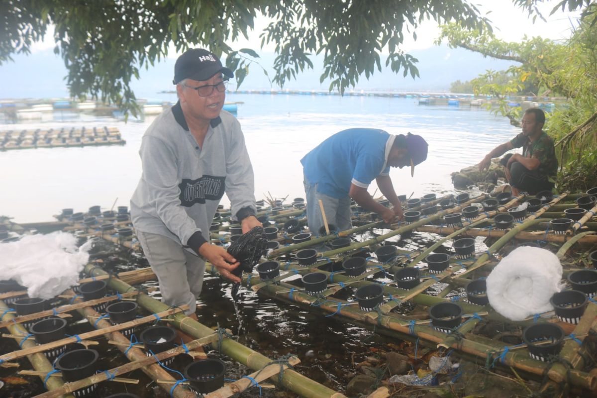 Keltan Suka Maju-Universitas Tamsis Padang kembang padi di KJA Danau Maninjau