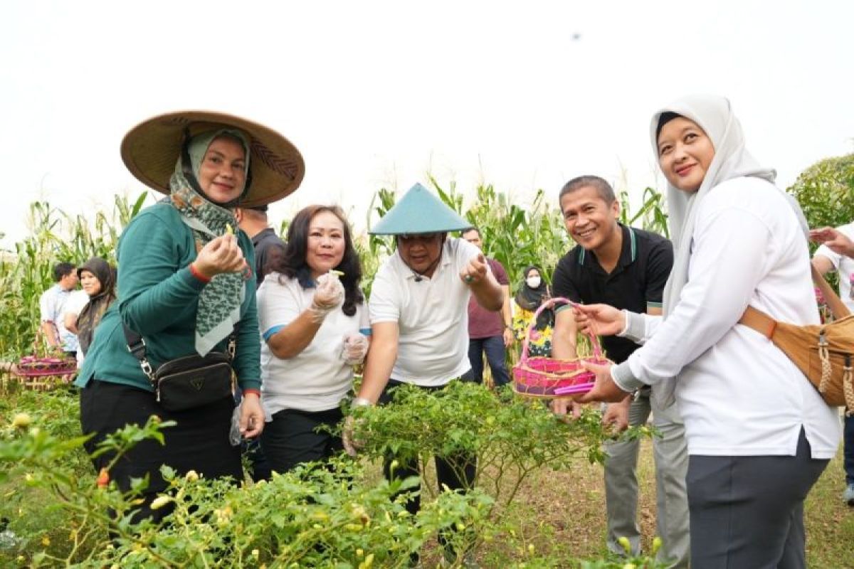 Kelompok Tani di Jakbar kembali sukses panen jagung dan cabai