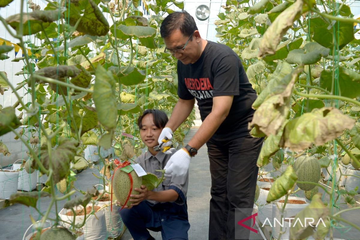 Rumah tanam melon hidroponik hadir di DIY