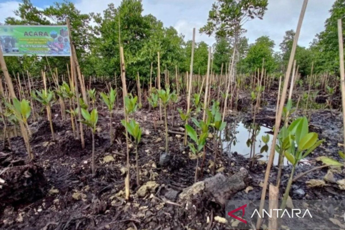 Sumsel memiliki potensi rehabilitasi  mangrove seluas 49.540 Ha