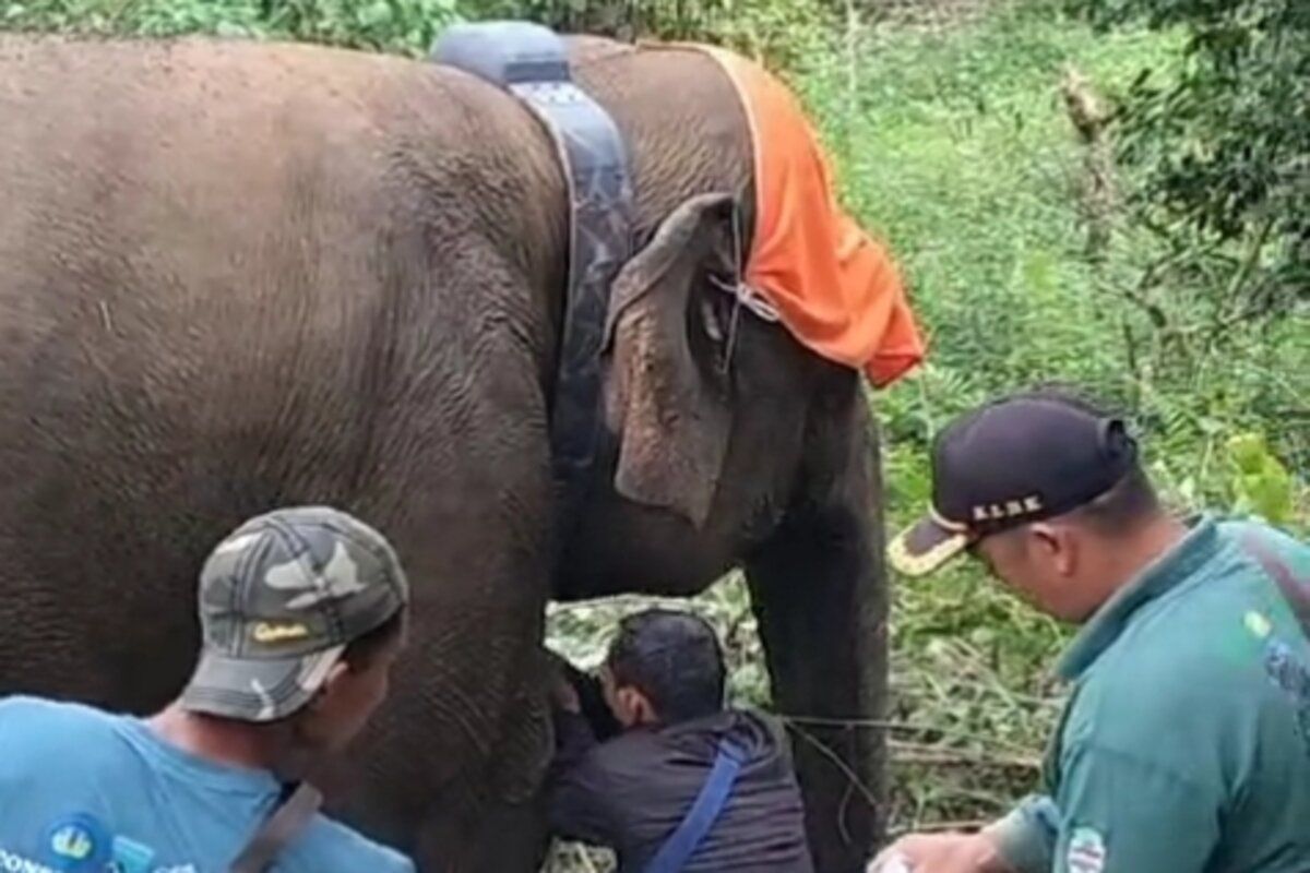 Gajah liar di Lampung Barat dipasangi "GPS Collar"