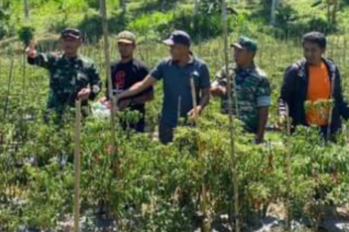 Kodim Mamuju membina petani kembangkan tanaman cabai