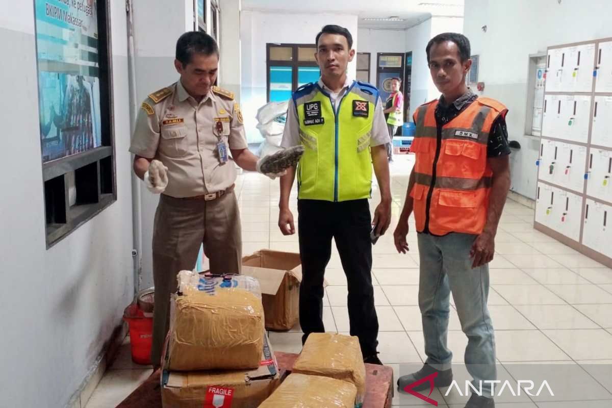 BBKHIT Sulsel menggagalkan penyelundupan 61 kilogram teripang