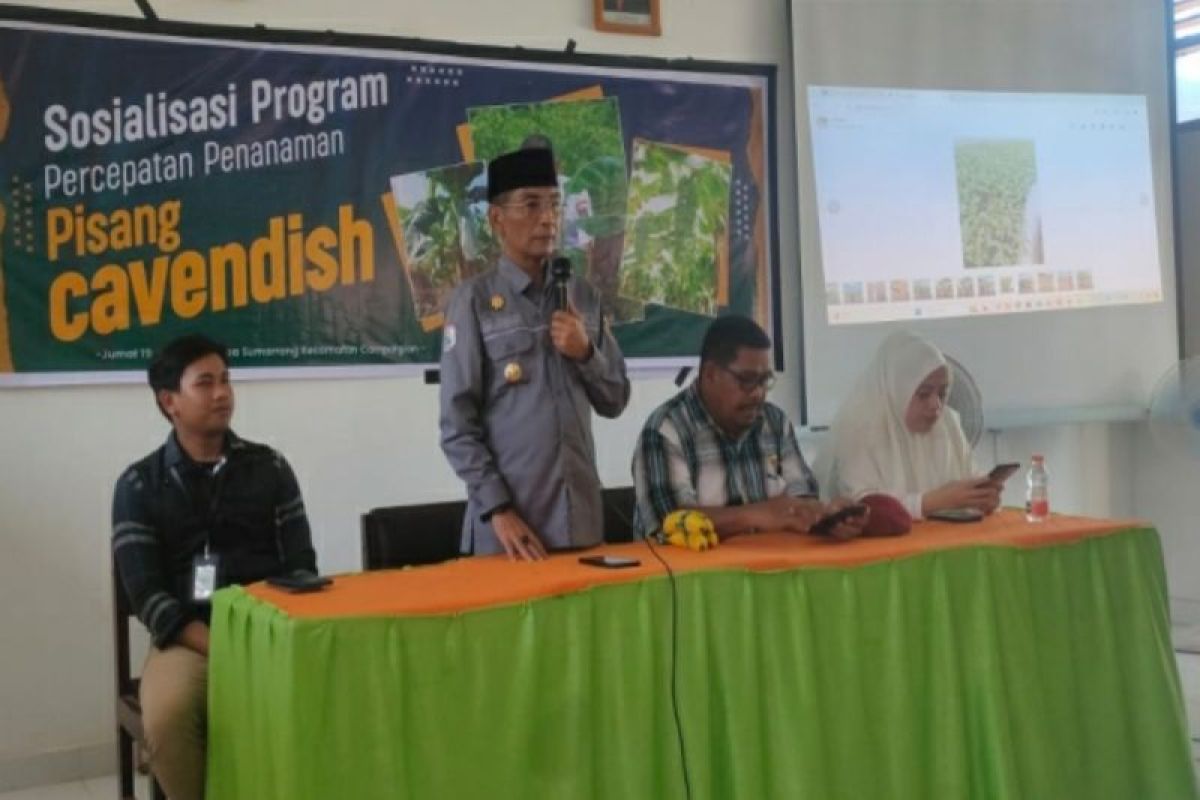 Pemprov Sulbar sosialisasi program pengembangan pisang cavendish skala bisnis