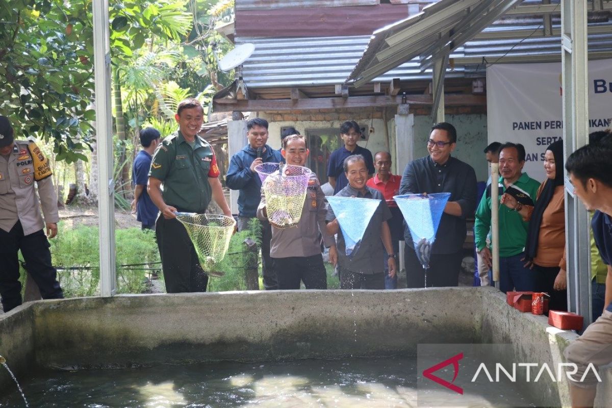 Bukit Asam tingkatkan pendapatan masyarakat lewat budidaya ikan gabus di Sumsel